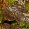 Sticta fuliginosa